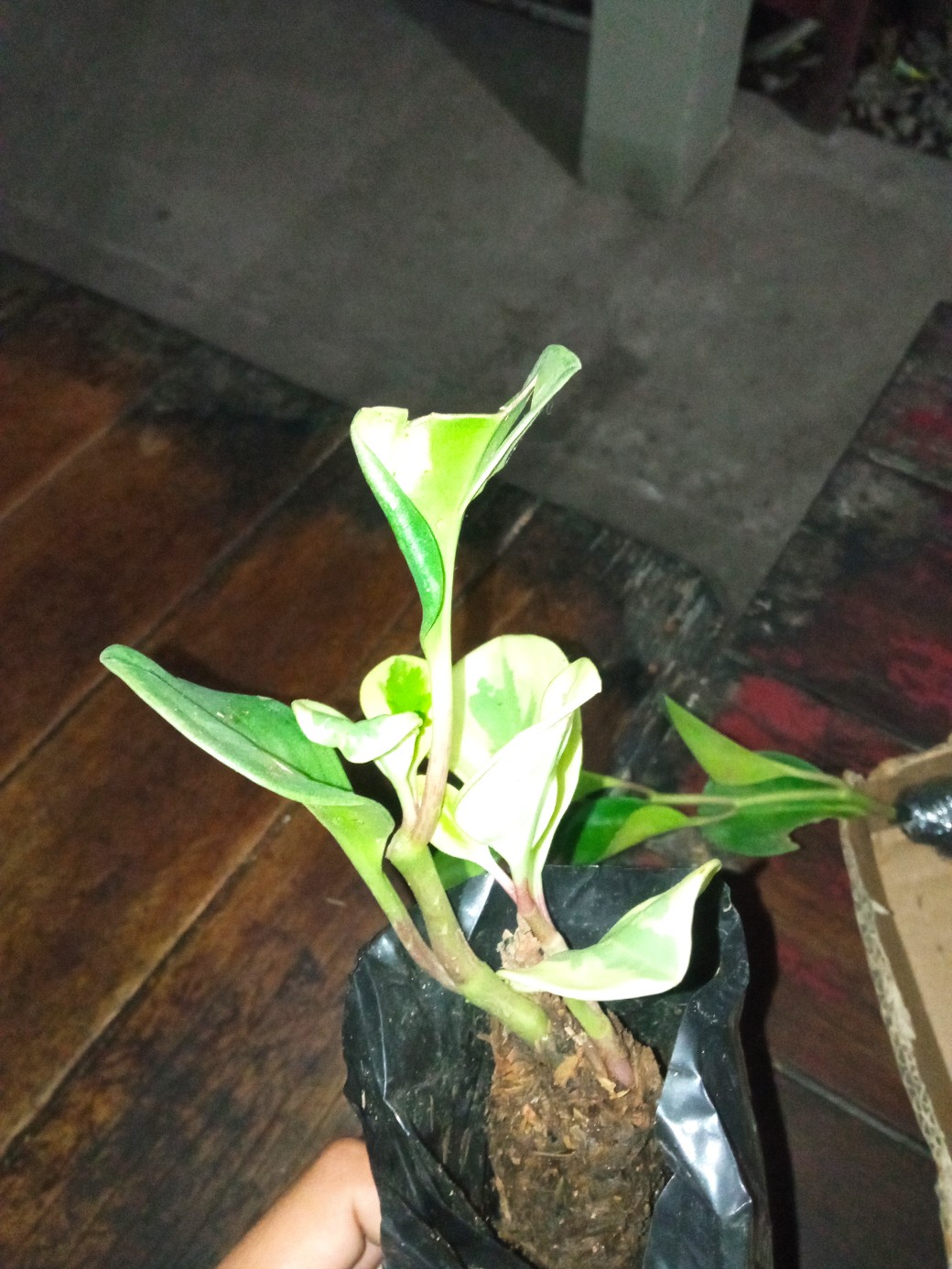 Paket 2 Tanaman Hias Peperomia Hijau Dan Variegata