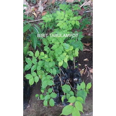 Bibit Tanaman Peneduh Angsana - Bibit Kayu Angsono