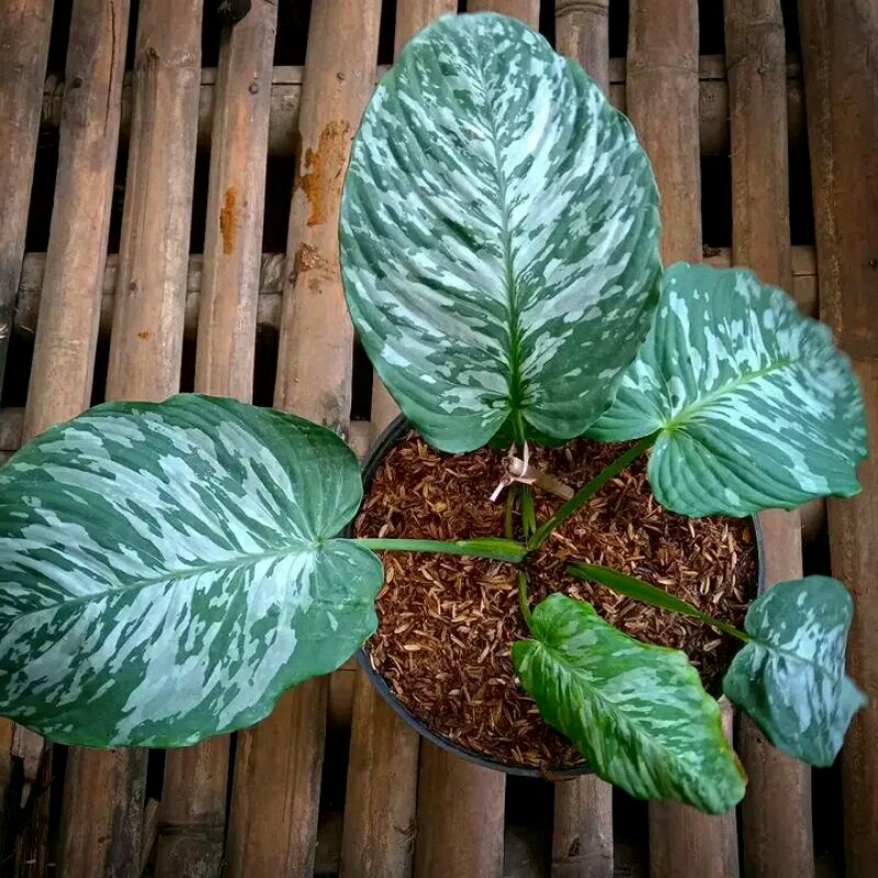 Tanaman hias Homalomena Variegata / Homalomena Varigata