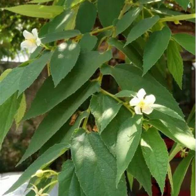 

Daun kersen 500gram organik siap petik