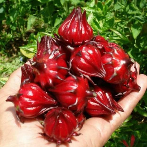 

【Ready】 1kg bunga ROSELA rosella kering isi 1 kg kualitas premium buat teh langsung petani 100% ORGA