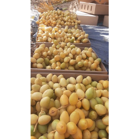 

KURMA MUDA ready langsung kirim