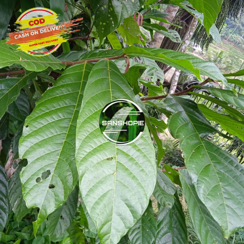 

Daun kakao atau daun coklat segar 1 kg