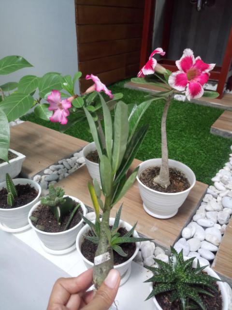 Bibit Bunga Kamboja Adenium Rachan Purple - Rachan Purple