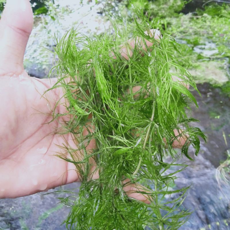 ganggang hidrila tanaman air tanaman aquascape hiasan aquarium