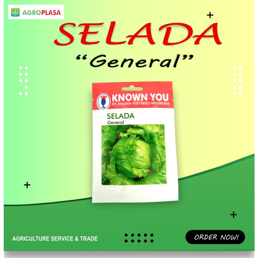 Benih SELADA GENERAL - Known You Seed