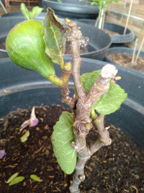 Bibit Buah Tin Verte Fc