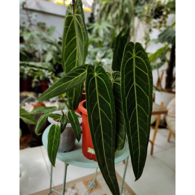 Anthurium warocqueanum