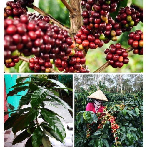 7 biji benih kopi ROBUSTA bibit tanaman kopi super