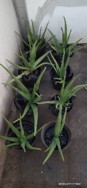 TANAMAN  LIDAH BUAYA KALIMANTAN , ALOE VERA