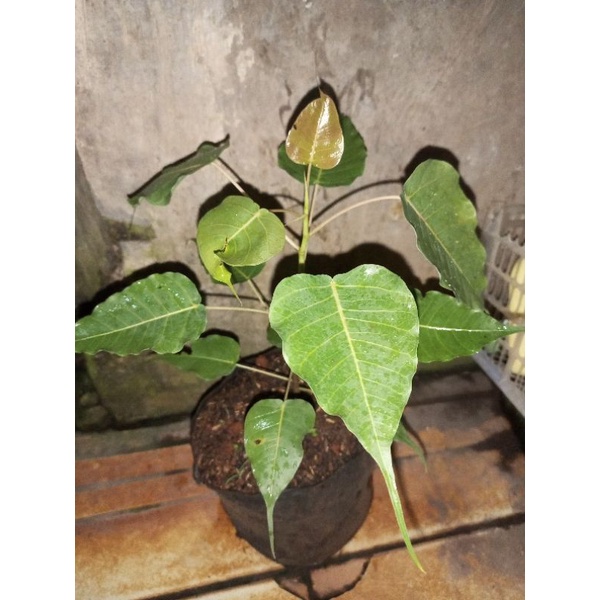 Bibit beringin bodhi-ficus bodhi-ficus religiosa-bibit bonsai