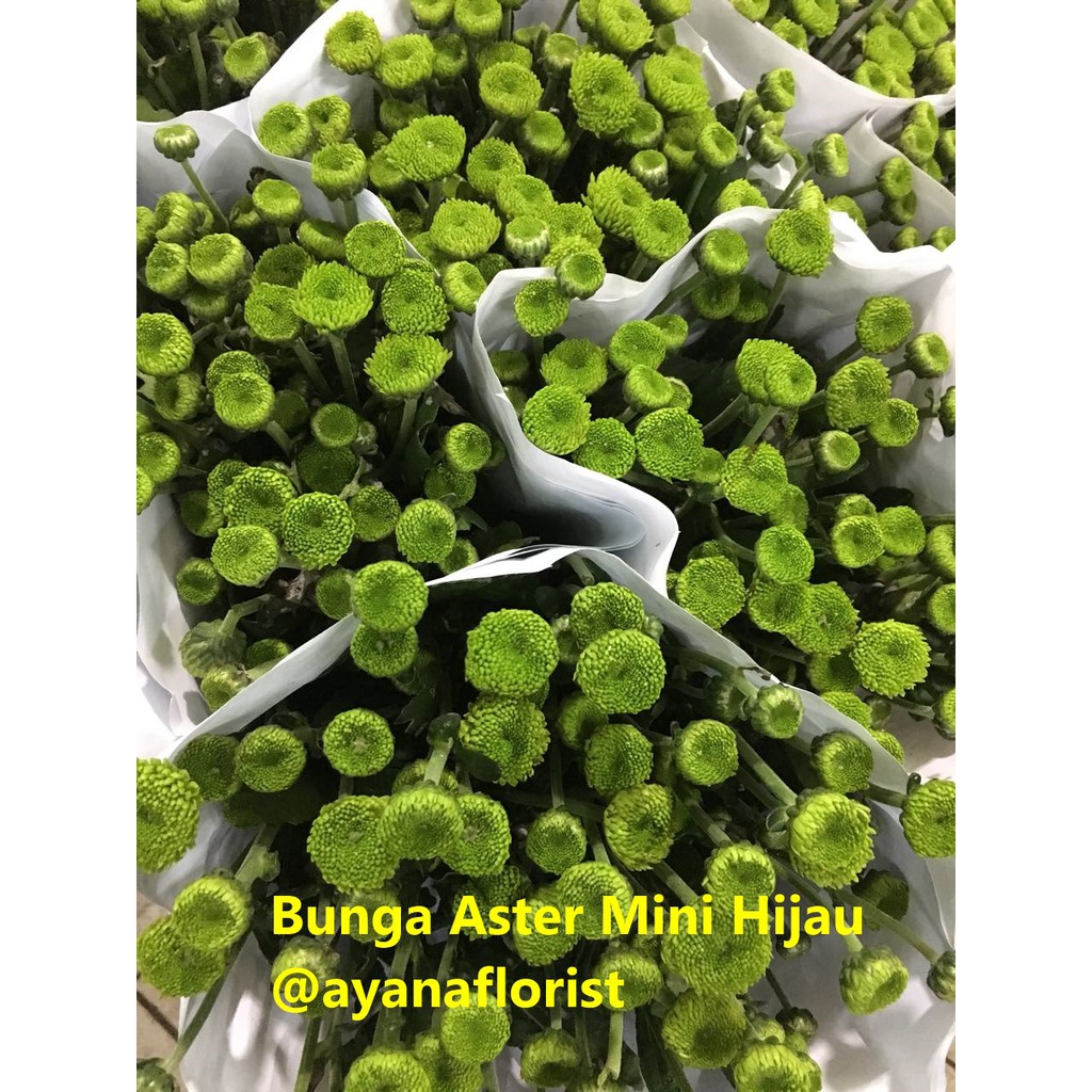 Bunga Aster Kermit Mini Asli Fresh Segar Dijual Per 10 Tangkai