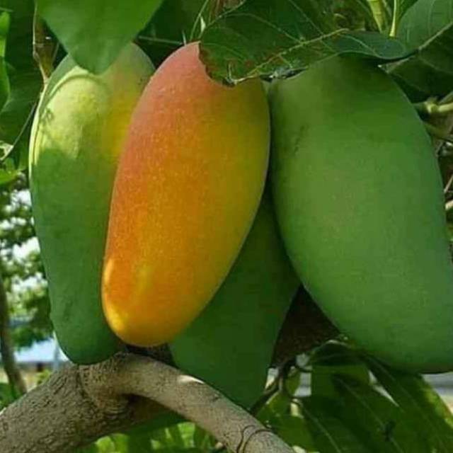 

Bibit Mangga okyong hasil stek cepet berbuah