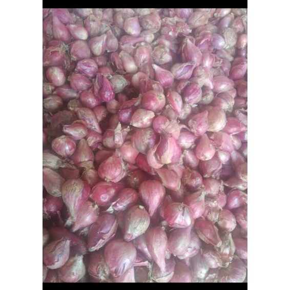 

Bawang Merah Berebes