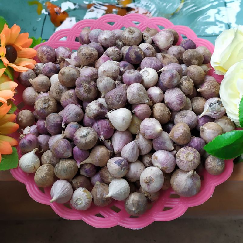 

Bawang Lanang Kualitas Super / Bawang Putih Tunggal Super / Bawang Madu Herbal / Bawang Pengobatan / bawang lanang import termurah di shopee / madu bawang / bumbu pawon / rempah jawa / madu kelengkeng / madu randu / madu hutan liar / madu klanceng hitam