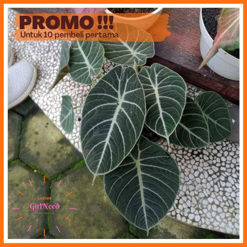 ALOCASIA BLACK VELVET BIBITAN/BONGGOL CACAH 3CM