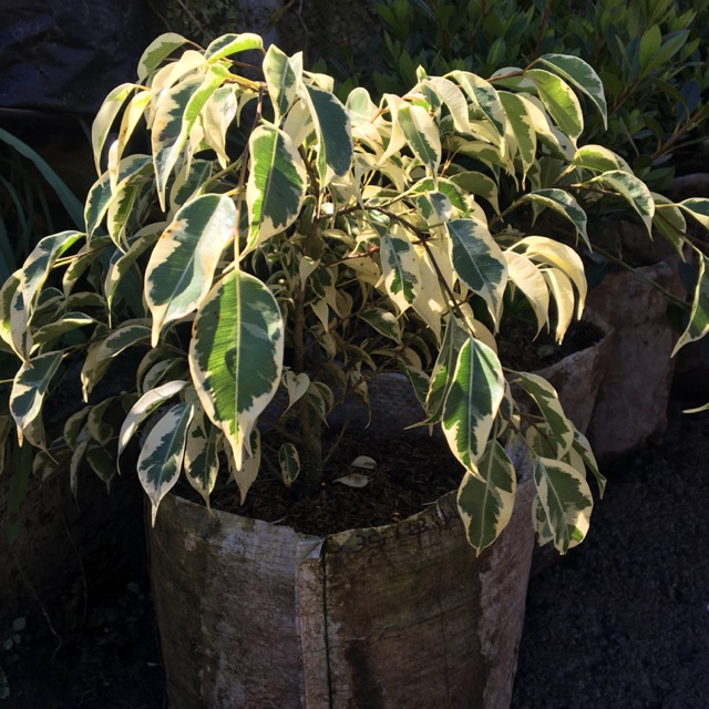 Gambar Bonsai Beringin Putih Cahunit com Gambar Bonsai Beringin Putih Cahunit com