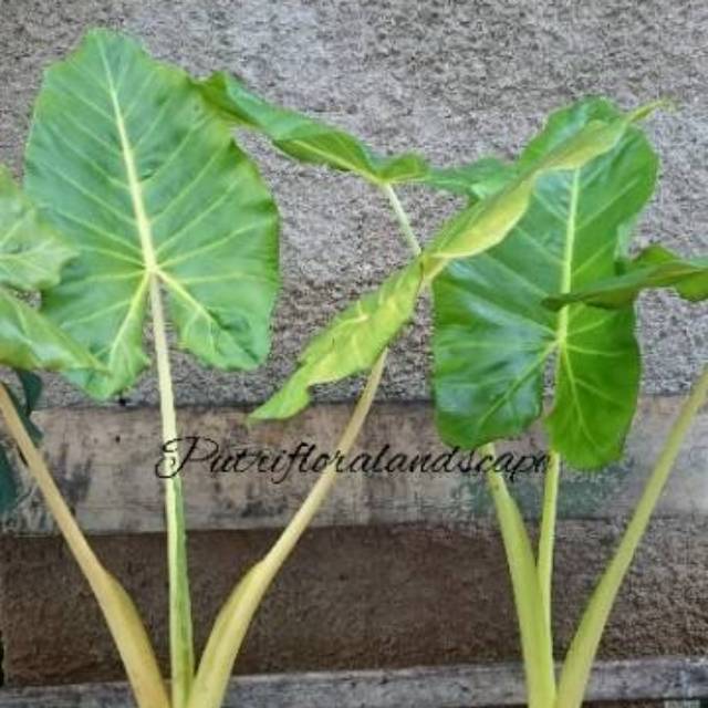 Tanaman hias sente kuning - alocasia macorriza golden - sente kuning