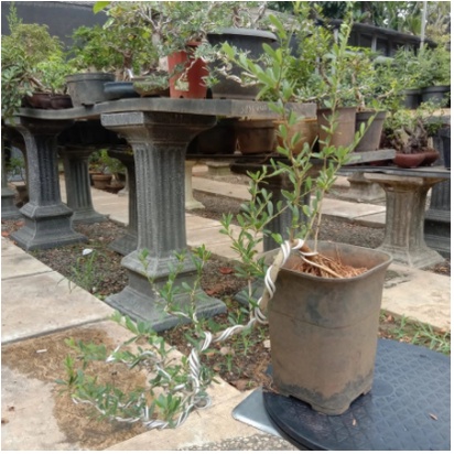 Bonsai Saeng Simbur Cascade