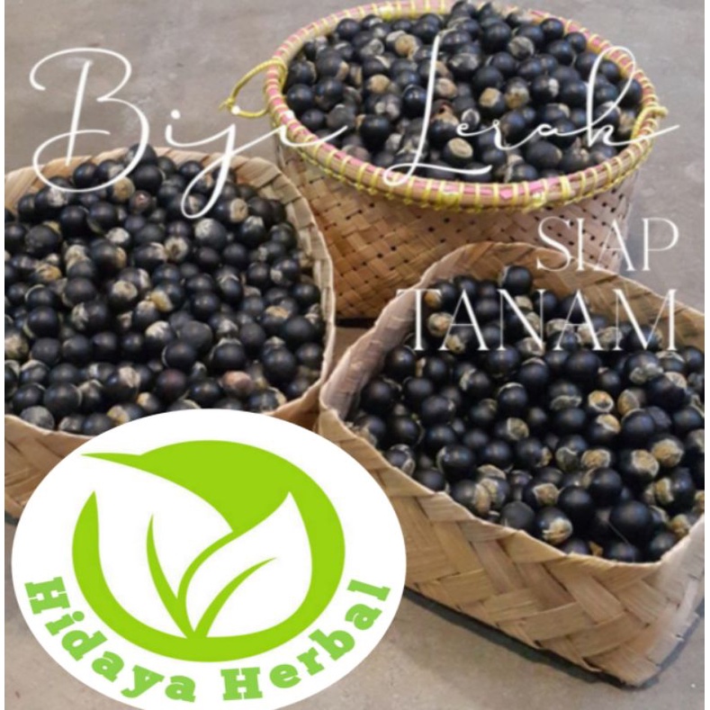 Benih Biji Lerak Siap Tanam 1kg