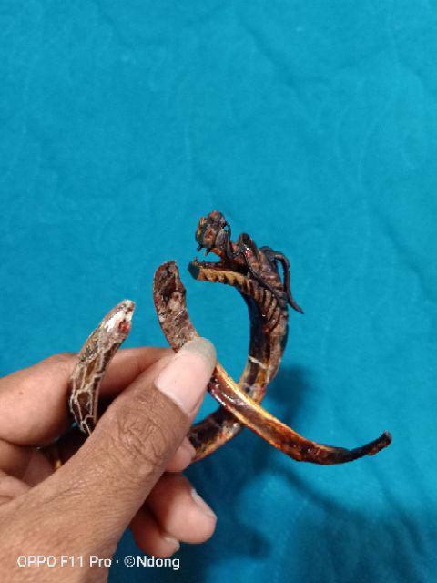 Akar Bahar Merah Cristal Asli Tembus Cahaya Ukir Naga Berkualitas.