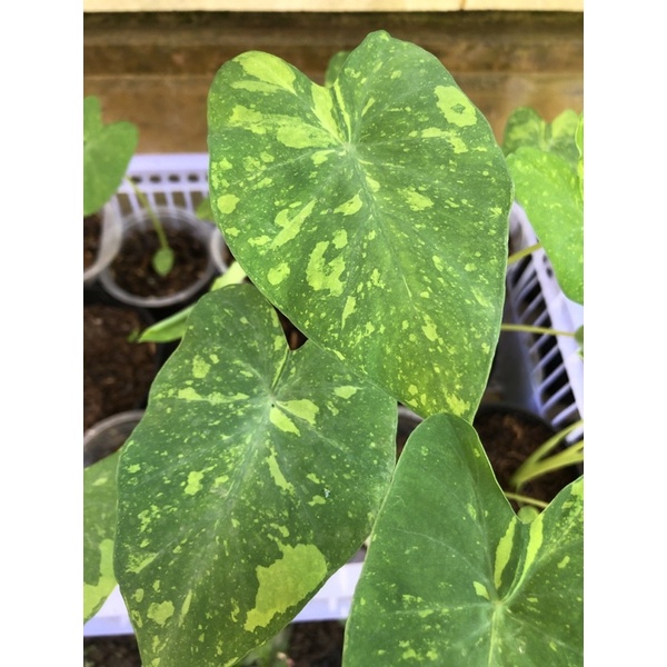 Colocasia Midori Sour