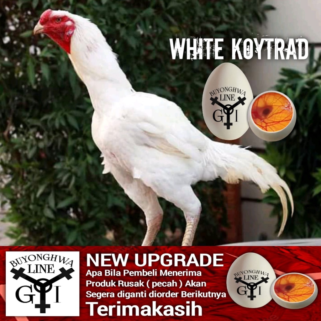 Ayam Bangkok white Koytrad telur fertil A188