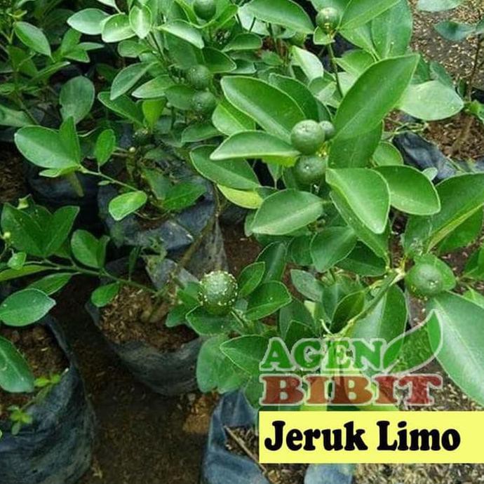 Imp0R R% Bibit Pohon Jeruk Limo Sudah Berbuah - Tanaman Daun Jeruk Limau