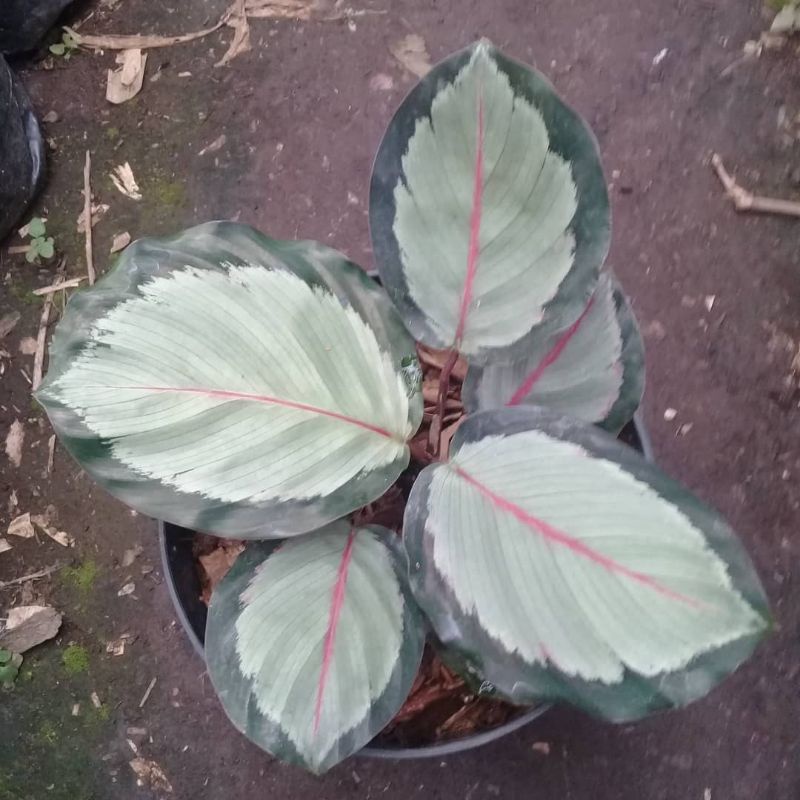 Jual Tanaman Hias Calathea Drak Star Corona Bulan Shopee Indonesia