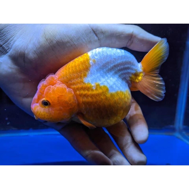 Ranchu Buffalo RW (Dikirim sesuai gambar)