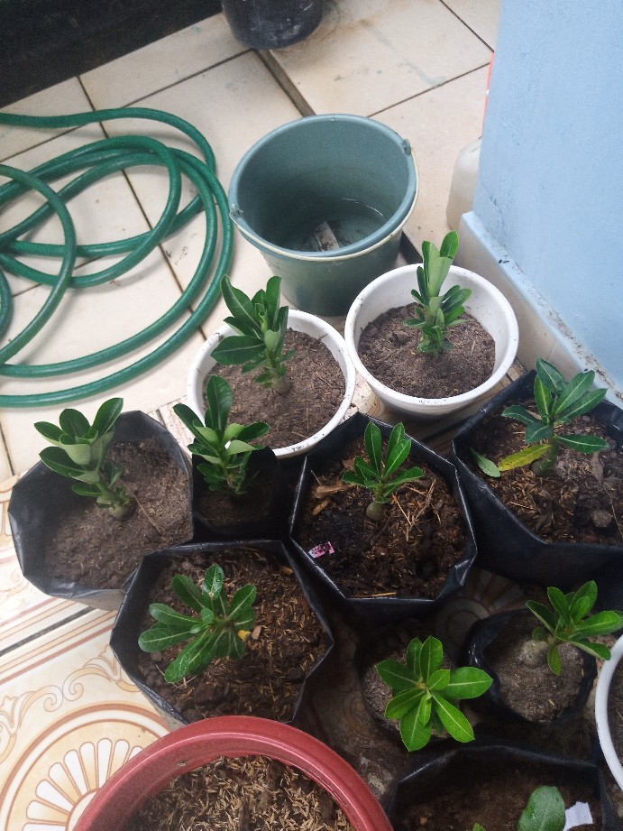 Tanaman Hias Adenium Bunga Tumpuk / Tanaman Hias Kamboja Jepang / Bunga Cantik