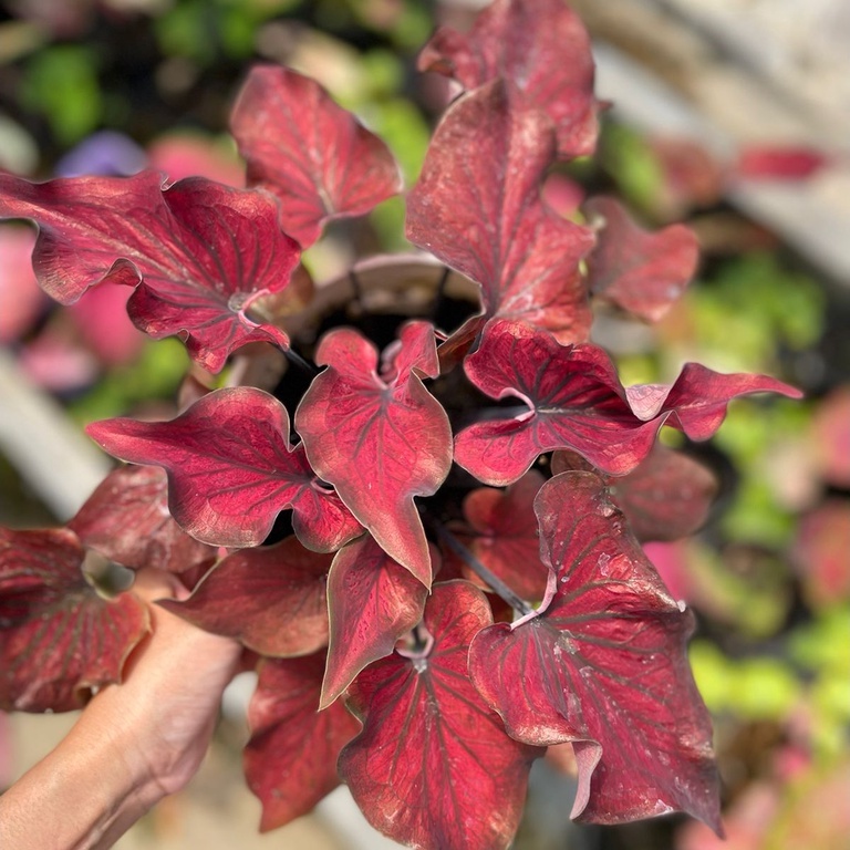 Tanaman Hias Keladi Hybrid Merah Keriting