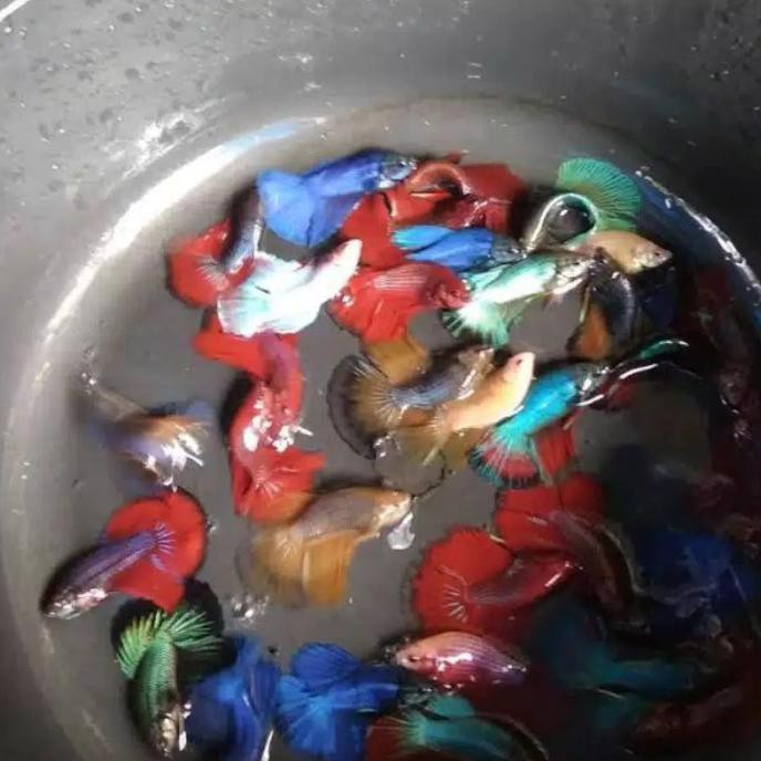 Ready Paket Sepasang Ikan Cupang Halfmoon Cupang Size M Warna Random