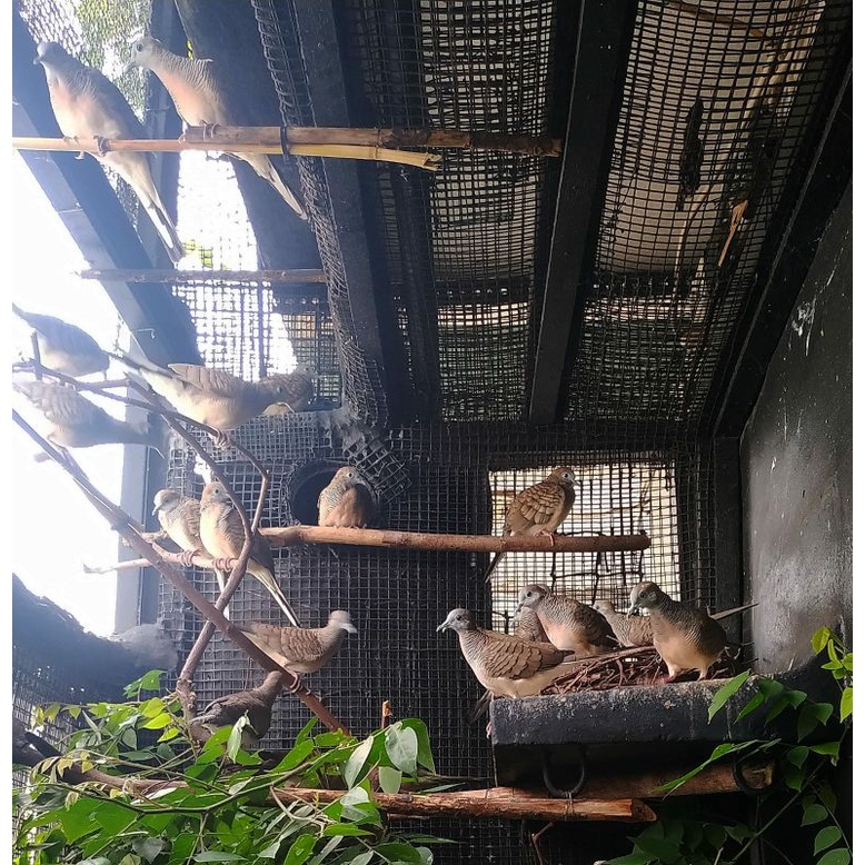 Burung Perkutut Bangkok