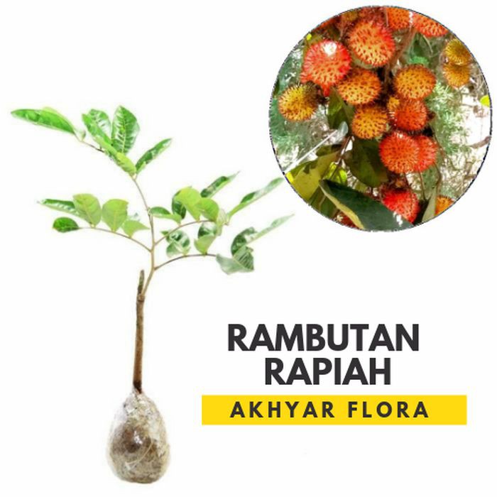 Bibit Rambutan Rapiah Bibit Tanaman Buah Rambutan Rapiah Bibit