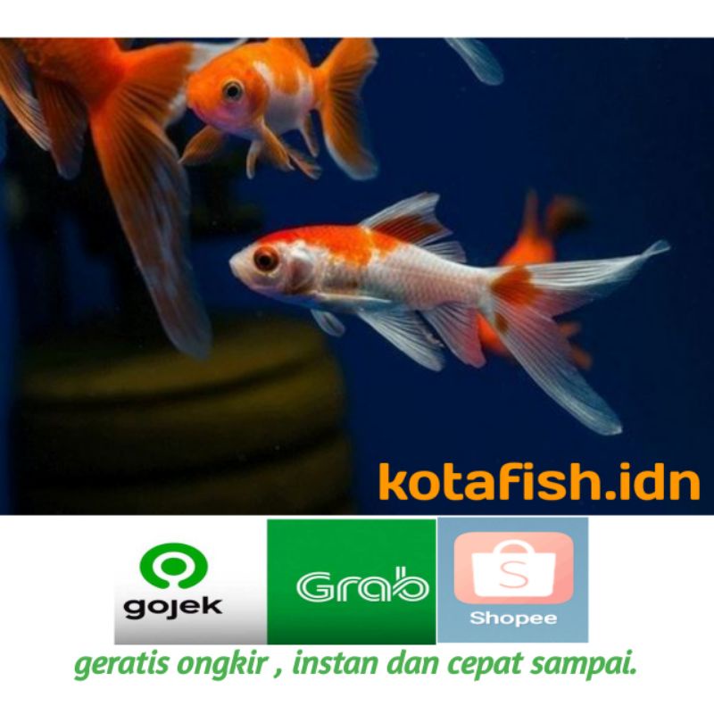 ikan mas komet slayer