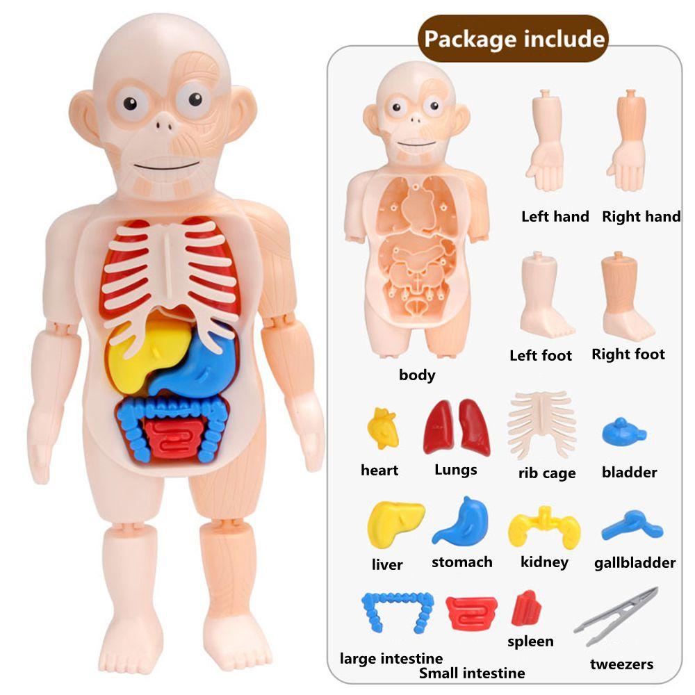R-flower Mainan Puzzle Rakitan Model Organ Tubuh Manusia 3D DIY