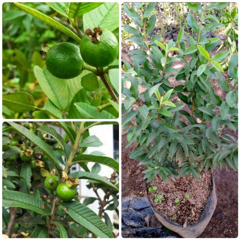 BIBIT JAMBU BIJI KERIKIL JAMBU KRIKIL HIJAU SUPER