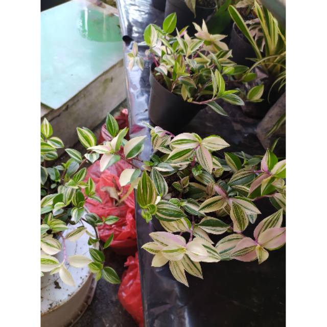 tanaman hias tradescantia fluminensis becolour