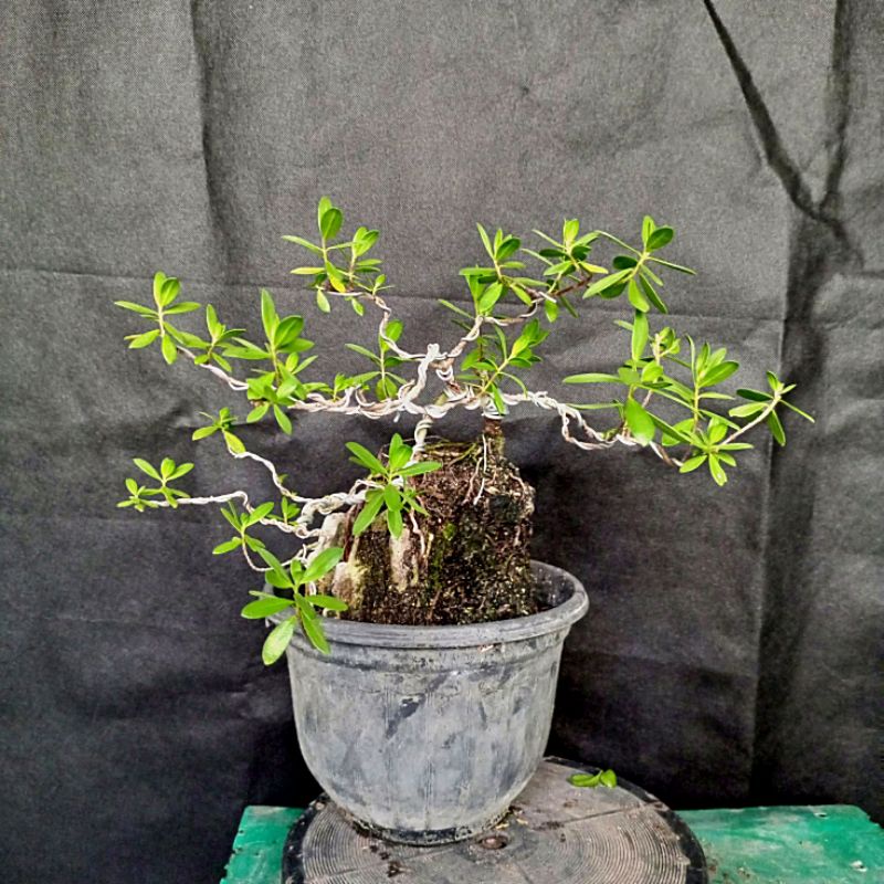 Bonsai santigi karang (Pemphis Acidula) / bahan bonsai sentigi / tanaman hias bonsai stigi