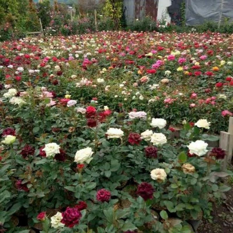 Jual MAWAR POLOS/ MAWAR SATU WARNA/ MAWAR HOLLAND | Shopee Indonesia