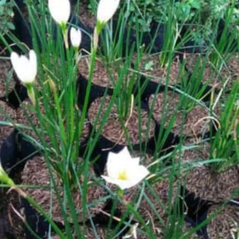 tanaman hias kucai kucai bunga putih