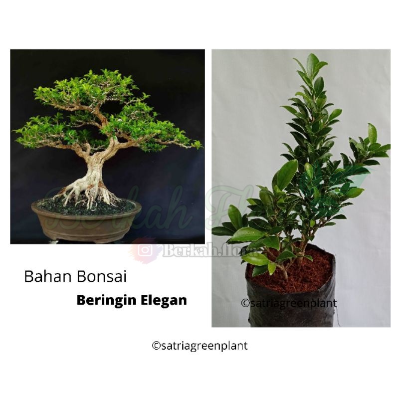 Bahan Bonsai Beringin Elegan