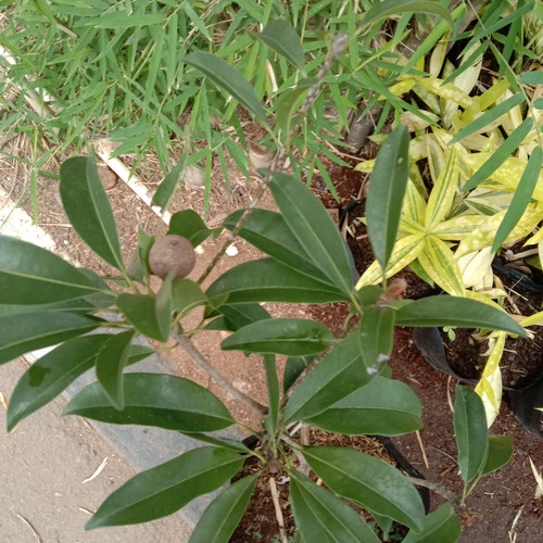 tanaman buah sawo kecik
