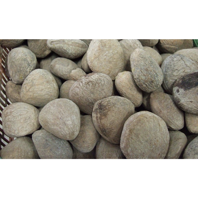

Keluwek /Picung / kepayang / keluak / picung 1 kilogram