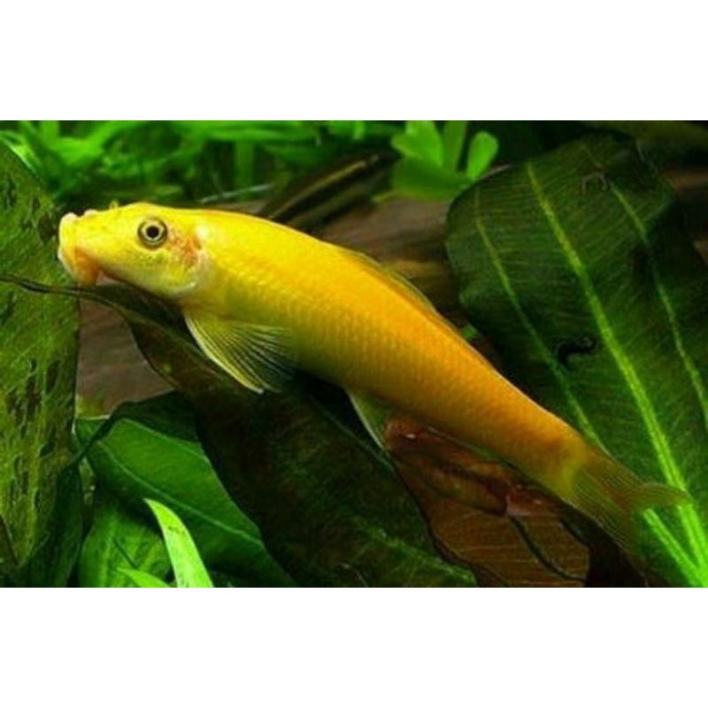 ikan kuning Chinese algae eater / Ikan Aquascape
