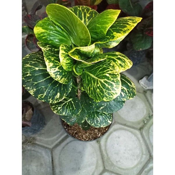 puring apel sritanjung