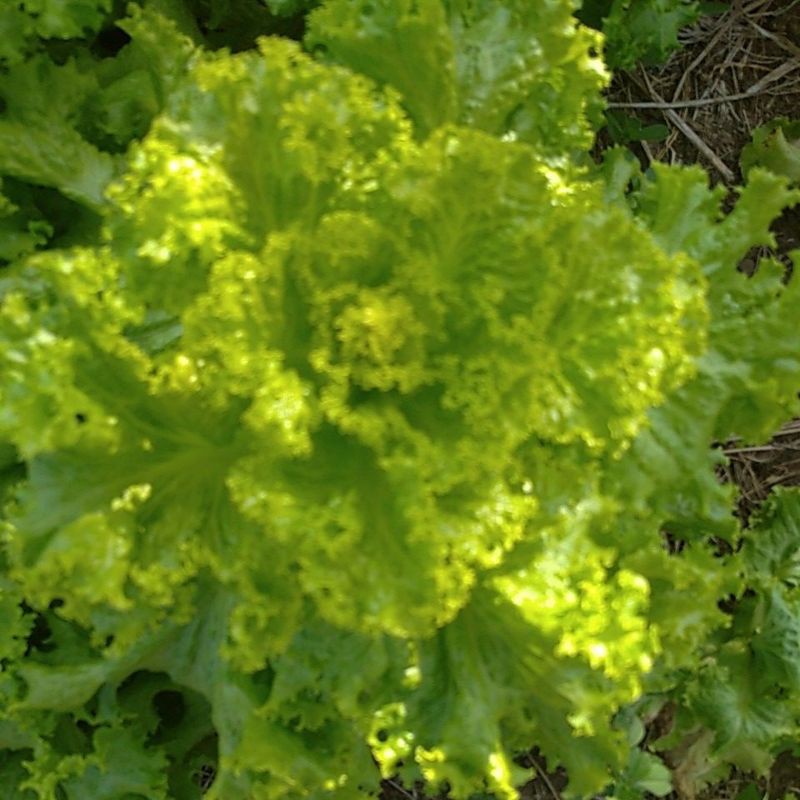 

Selada Keriting sayur