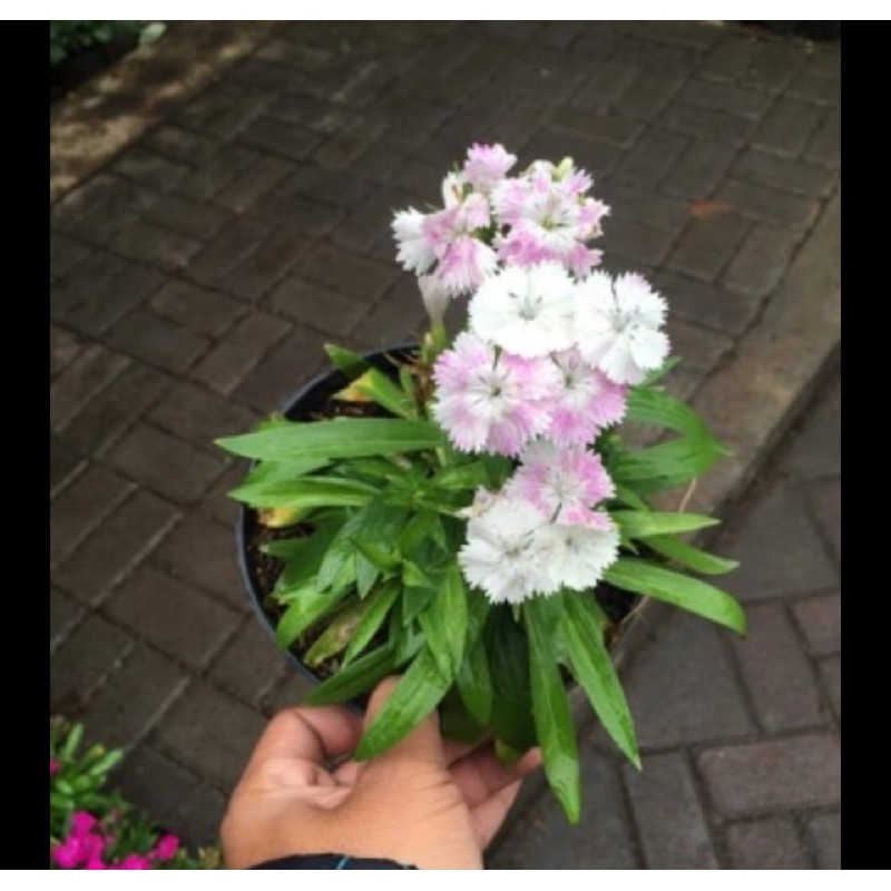 diantus / anyelir putih ungu