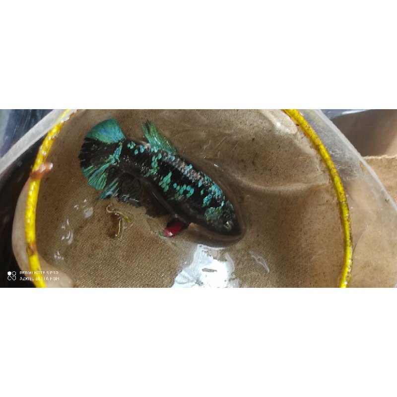 Cupang female avatar gordon rintik siap induk grade A++